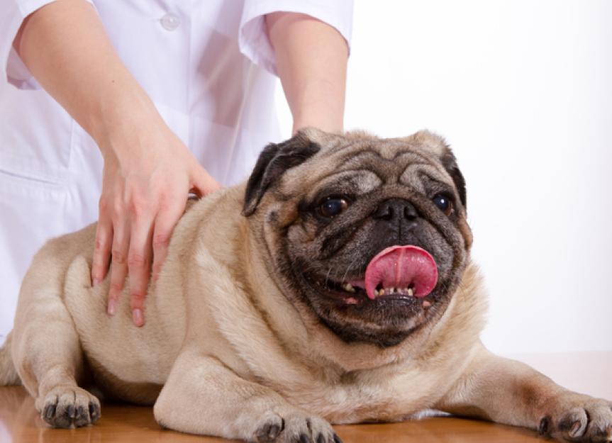 6 Ways Chiropractic Helps Pets